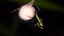 Slow motion clip of a Spiny orb-weaver (Micrathena sp.) weaving a silk nest to protect its eggs, the nest is suspended from a thread to isolate it from predators, Amazon rainforest, Ecuador. Filmed at...