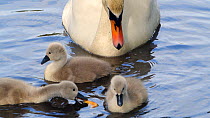 Slow motion clip of a Mute swan (Cygnus olor) with three cygnets, Cornwall, England, UK, May. (non-ex)