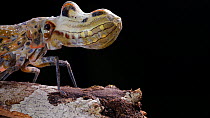 Lantern fly (Fulgora laternaria) walking along a branch in the rainforest, Orellana Province, Ecuador. (non-ex)