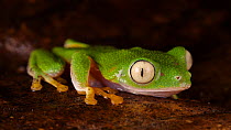 Leaf frog (Agalychnis hulli) blinking its eyes, Amazon rainforest, Orellana Province, Ecuador. (non-ex)
