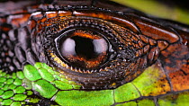 Slow motion clip of a Forest whiptail lizard (Kentropyx pelviceps) blinking its eye, showing nictitating membrane crossing the eye, Amazon rainforest, Orellana Province, Ecuador. (non-ex)