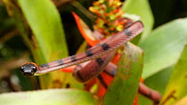 Tropical flat snake (Siphlophis compressus) climbing on a flowering bromeliad (Aechmea) in the Amazon rainforest, Orellana Province, Ecuador. (non-ex)
