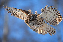 Ural owl (Strix uralensis) in flight, hunting, Tartumaa county, Southern Estonia. February.
