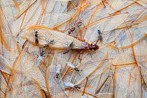 Termite (Macrotermes mossambicus) winged individual on pile of wings shed by other termites, with winged male Carpenter ants (Camponotus). Gorongosa National Park, Mozambique. Highly commended in the...