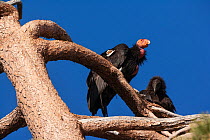 California condor (Gymnogyps californianus), two peched in tree, adult and juvenile. California condor recovery program, Sierra de San Pedro Martir National Park, Baja California Peninsula, Mexico.