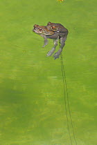 Sonoran desert toad (Incilius alvarius) pair mating, with trail of spawn in water. Arizona, USA.