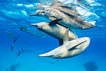 Spinner dolphin (Stenella longirostris) pod socialising close to surface. Fury Shoal, Sataya Reef, Marsa Alam, Egypt.