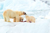 Polar bear (Ursus maritimus) and cubs feeding on Whale carcass. Svalbard, Norway, July.