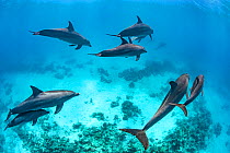 Pod of Indo-Pacific bottlenose dolphins (Tursiops adunctus) swim above a coral reef. Sha&#39;ab El Erg, Hurghada, Egypt. Red Sea.