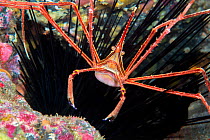 Arrow crab (Sternorhynchus lanceolatus). Tenerife, Canary Islands.