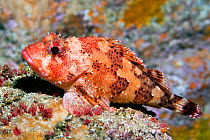 Scorpionfish (Scorpaena maderensis) resting. Tenerife, Canary Islands.