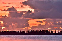 Coast of l&#39;le-des-Pins with the New Caledonia pines (Araucaria columnaris) that gave the name to the island at sunset, New Caledonia, Pacific Ocean.