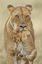 African lion (Panthera leo) female carrying young cub, Masai Mara, Kenya, Africa. Highly commended in the African Wildlife Category of the Nature&#39;s Best Photography Competition 2019.