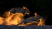European rabbits (Oryctolagus cuniculus) fighting each other, Kiskunsag National Park, Hungary. June. Winner, 2019 Cadiz Photo Nature Competition.