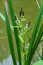 Branched bur-reed (Sparganium erectum) male above and female flowers below on lateral branched stems, canal bank, Berkshire, England, UK, June
