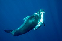 Short-finned pilot whale (Globicephala macrorhynchus) female carrying dead calf, South Tenerife, Canary Islands, Atlantic Ocean. Prince Albert II of Monaco Environmental Photography Awards 2023 - 2nd...