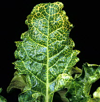 Rhizomania root disease on Sugar beet (Beta vulgaris) leaves, caused by Beet necrotic yellow vein virus (BNYVV). Greece.