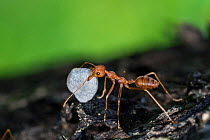 A weaver ant (Oecophylla smaragdina) carrying a small stone to their nest. Scientists are not sure why they do this. Buxa tiger reserve, India. Winning Portfolio of the Wildlife Photographer of the Ye...