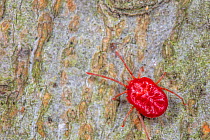 Red velvet mite (Trombidiidae sp.) on American beech (Fagus grandifolia) trunk, Philadelphia, Pennsylvania, USA. October.