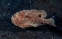 Deep-water frogfish (Nudiantennarius subteres) swimming across ocean bottom. Celebes sea, Pacific ocean, Indonesia.