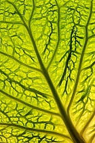 Cabbage (Brassica oleracea) leaf transilluminated showing vein detail.