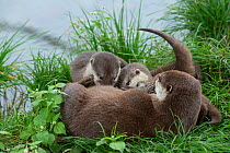 Asian small-clawed otter (Aonyx cinerea) pups suckling their mother. Captive, occurs in Asia. Zooparc Overloon, the Netherlands.