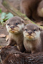 Asian small-clawed otter (Aonyx cinerea) pups looking at camera. Captive, occurs in Asia. Zooparc Overloon, the Netherlands.