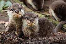 Asian small-clawed otter (Aonyx cinerea) pups looking at camera. Captive, occurs in Asia. Zooparc Overloon, the Netherlands.