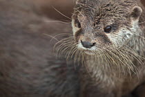 Portrait of Asian small-clawed otter (Aonyx cinerea). Captive, occurs in Asia. Zooparc Overloon, the Netherlands.