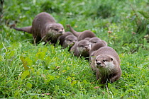 Family of Asian small-clawed otter (Aonyx cinerea), parents and pups, walking through grass. Captive, occurs in Asia. Zooparc Overloon, the Netherlands.