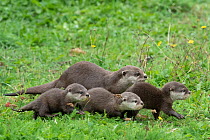 Family of Asian small-clawed otter (Aonyx cinerea), parent and pups, walking through grass. Captive, occurs in Asia. Zooparc Overloon, the Netherlands.