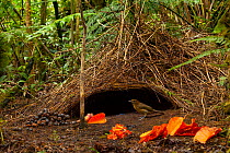 Vogelkop bowerbird (Amblyornis inornatus) male, at his bower surrounded by orange leaves and petals and other objects it has collected, Arfak Mountains, Vogelkop Peninsula, West Papua.