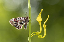 Southern festoon butterfly (Zerynthia polyxena), newly emerged adult, resting on Birthwort (Aristolochia clematitis) stem, near Bratsigovo, Bulgaria. May.