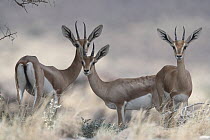 Three Pelzen's gazelles (Gazella dorcas pelzeni) female, standing in grassland, Decan, Republic of Djibouti.