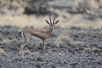 Pelzen's gazelle (Gazella dorcas pelzeni) male, portrait, Decan, Republic of Djibouti.