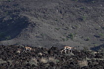 Two Pelzen's gazelles (Gazella dorcas pelzeni) walking over rocks with mountainside in background, Djalelo, Republic of Djibouti.