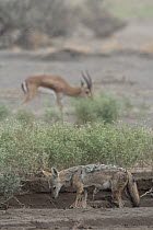 Golden jackal (Canis aureus) with Pelzen's gazelle (Gazella dorcas pelzeni) grazing behind, Dorra, Republic of Djibouti.