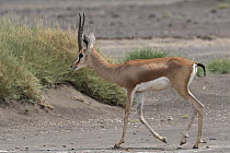 Pelzen's gazelle (Gazella dorcas pelzeni) male, walking across desert landscape, Dikhil, Republic of Djibouti.