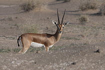 Pelzen's gazelle (Gazella dorcas pelzeni) male, standing in desert landscape, Dikhil, Republic of Djibouti.
