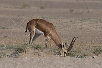Pelzen's gazelle (Gazella dorcas pelzeni) male, feeding, Dikhil, Republic of Djibouti.