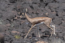 Pelzen's gazelle (Gazella dorcas pelzeni) walking over rocky ground, Dikhil, Republic of Djibouti.