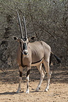 East African oryx (Oryx beisa) portrait, Refuge Decan, Republic of Djibouti.