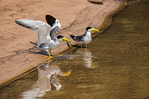 Two Large-billed terns (Phaetusa simplex) standing at water's edge, one with fish prey in beak, Pantanal, Mato Grosso, Brazil.
