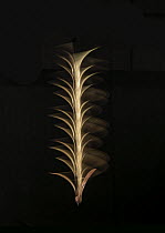 Dipterocarp seed (Shorea sp.) spiralling downwards. Controlled flash + LED lighting.