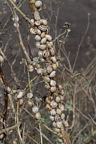 Group of Sandhill snails (Theba pisana) resting on woody plant stem, Portugal. June.