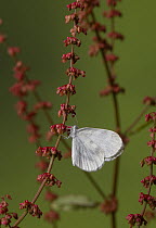 Wood white butterfly (Leptidea sinapis) resting on plant stem, UK. Captive bred specimen. Controlled conditions.