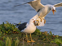 Lesser black-backed gull (Larus fuscus) holding stolen egg in beak with another swooping down, Cley Marshes, Norfolk, England, UK. April.