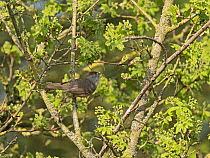 Blackcap (Sylvia atricapilla) female, perched in Oak (Quercus sp.) tree feeding, Kent, England, UK. April.