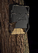 Long-eared bat (Plecotus auritus) roosting on a bat box at night, North Norfolk, England, UK. October.