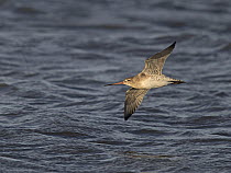Bar-tailed godwit (Limosa lapponica) in flight over water, North Norfolk, England, UK. November.